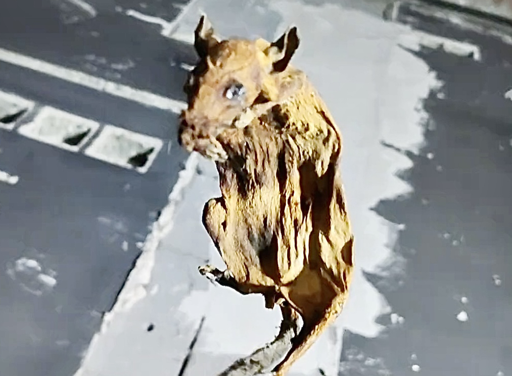 老鼠:"再见了,世界"