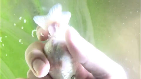 金鱼繁殖第四天 从受精卵到鱼苗的过程 肚子有蛋黄包 哔哩哔哩 Bilibili