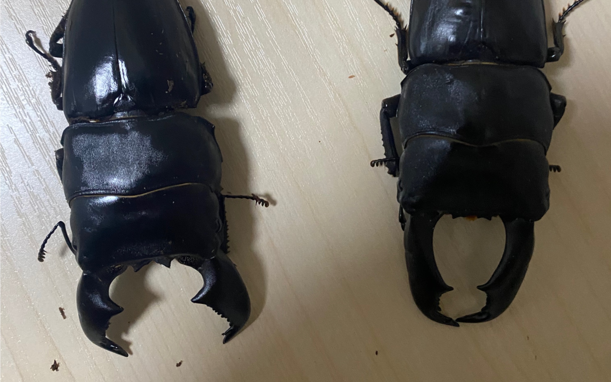 苏门答腊巨扁vs苏拉威西巨扁(84vs91)