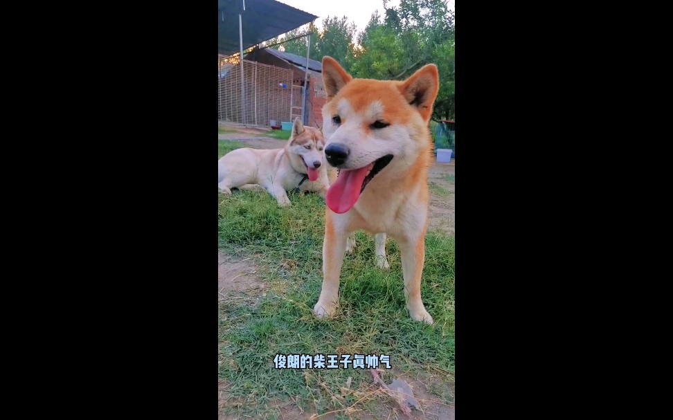 二位柴公子一个帅气一个贪吃,你们喜欢哪个?