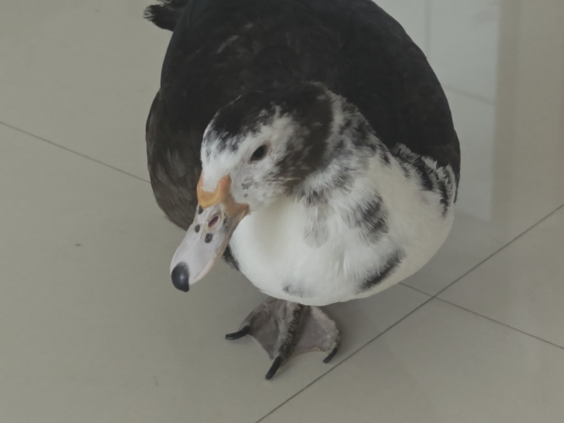 duang起来只露一条腿