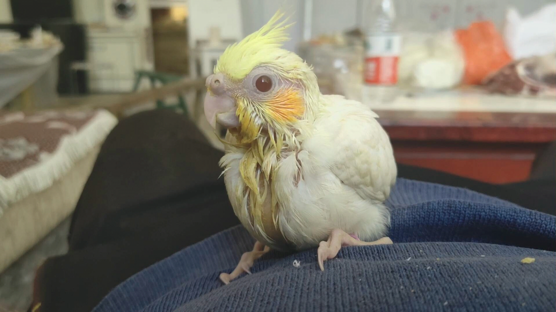 玄凤鹦鹉雏鸟到家第三天