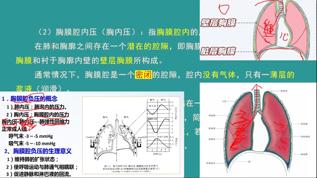 生理学—肺内压和胸膜腔负压哔哩哔哩bilibili