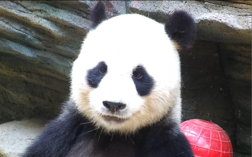 奥运熊猫晶晶图片