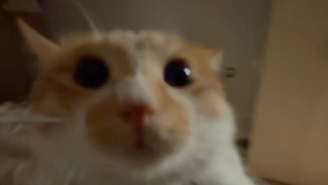 挑选一只胖胖的小猫咪陪睡
