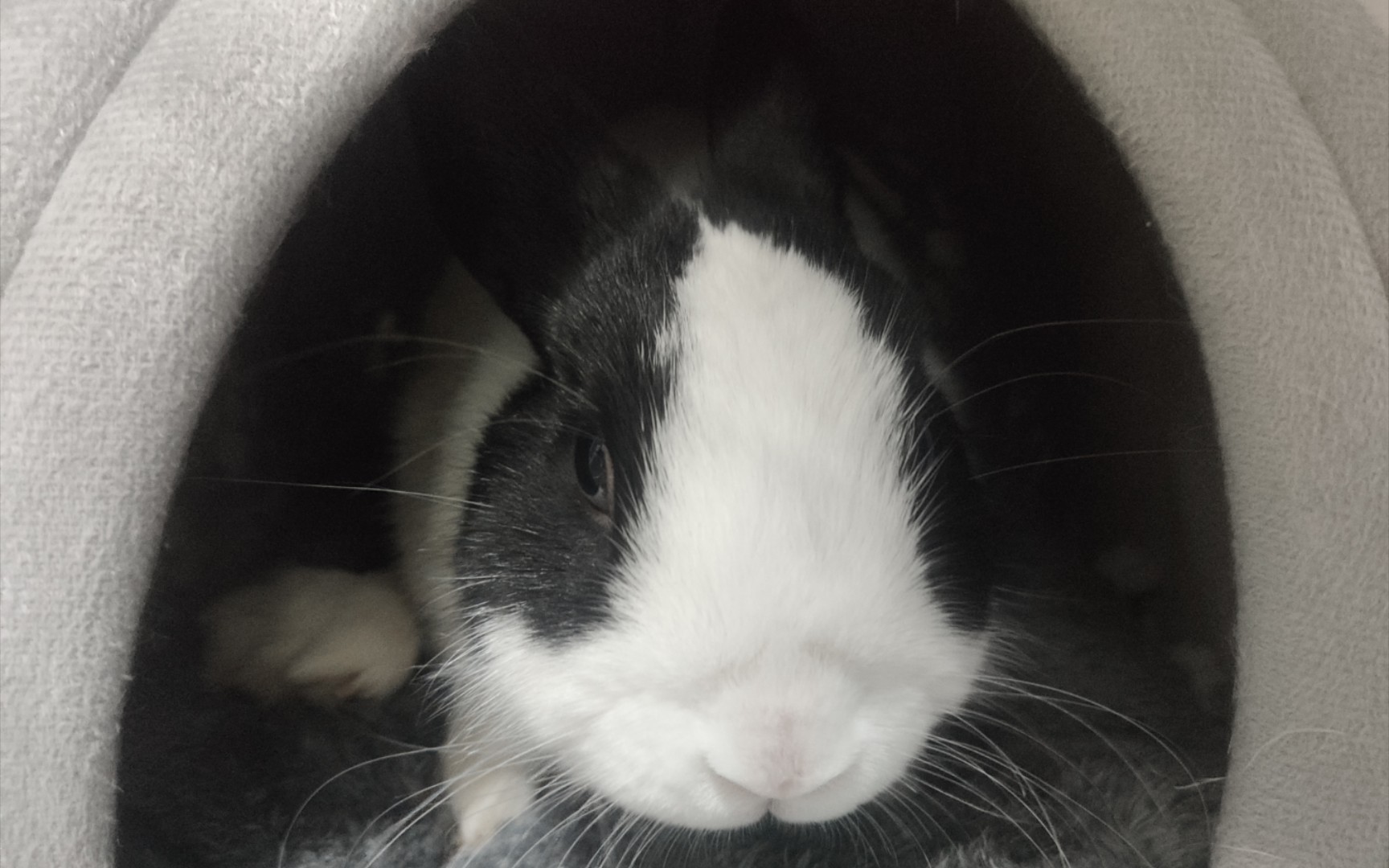 【侏儒兔】什么叫猪如兔啊?