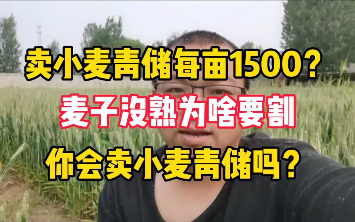 [图]小麦麦青储？每亩能挣1500左右，到底谁急了？此事要展开说方能理解透测！