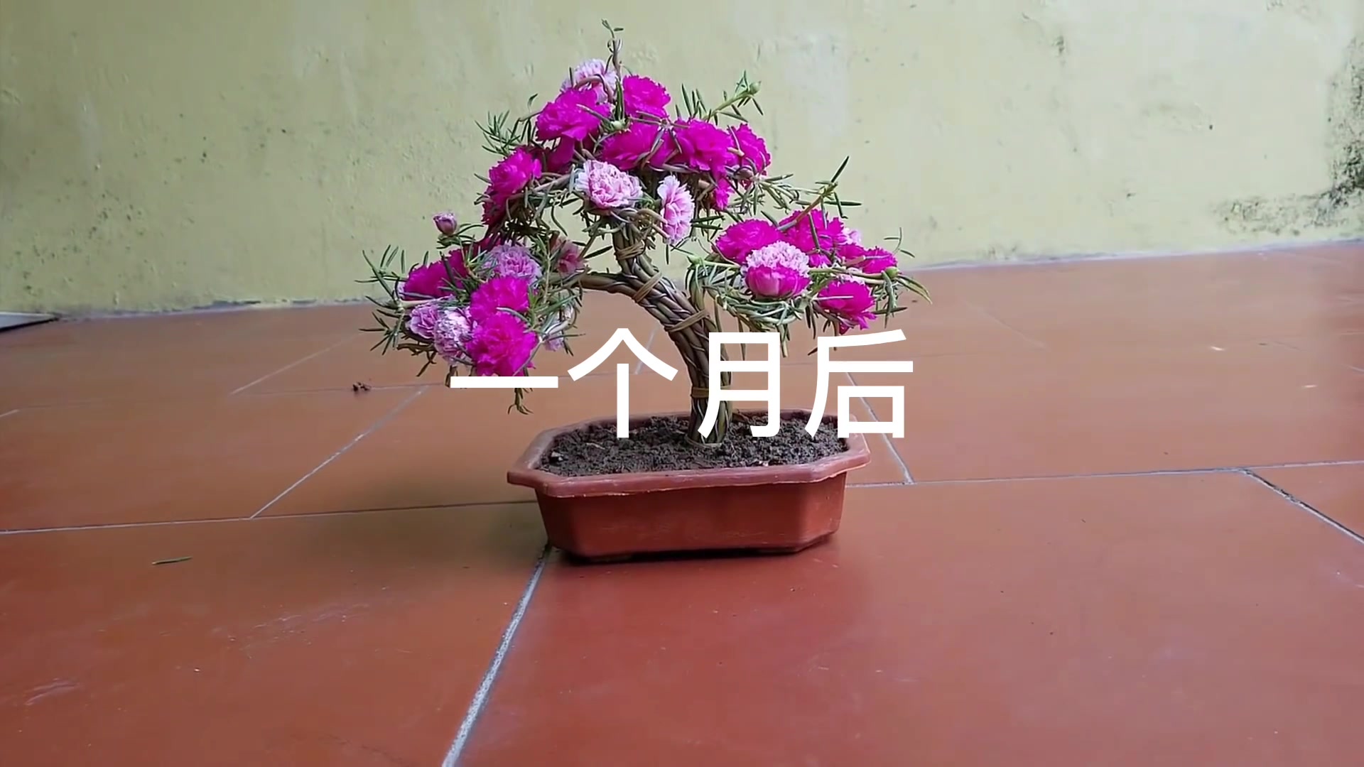 将最常见的太阳花,编织成创意盆栽,网友:活不成自己想要的样子