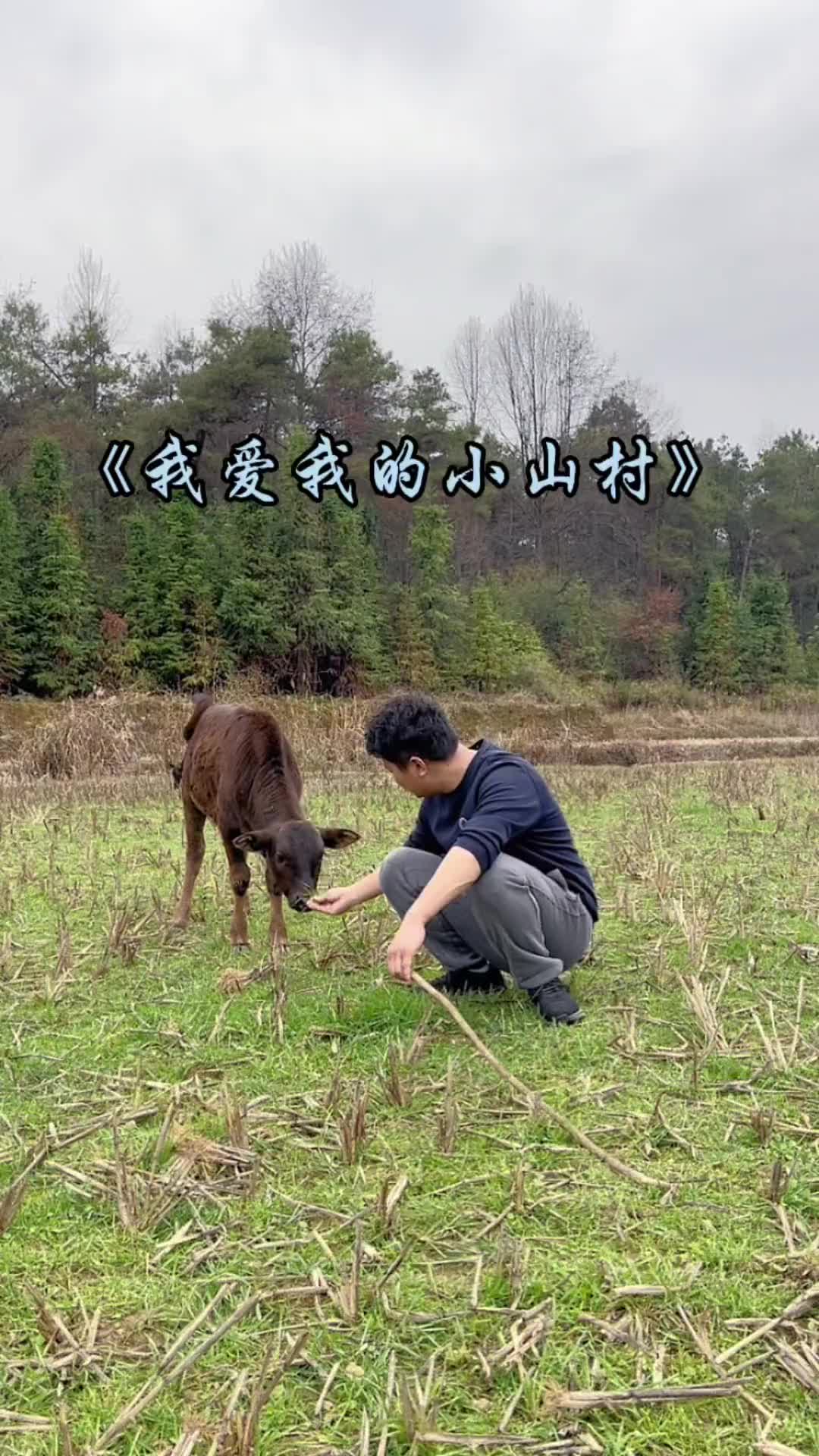 小牛很可爱民歌我爱我的小山村放牛张映龙爱音乐爱生活