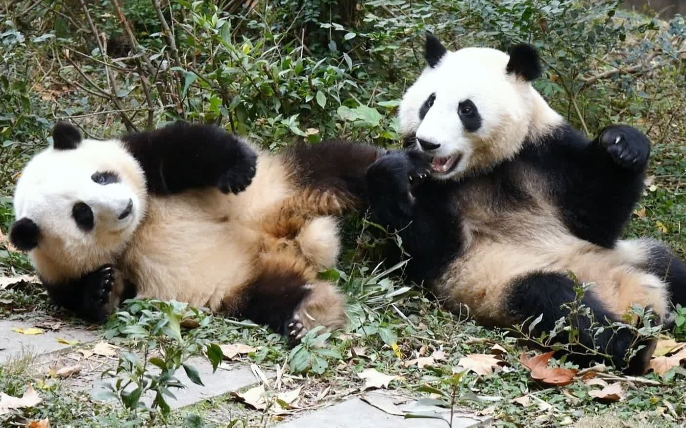 【大熊猫和花】花花碰瓷不成追着弟弟一直嗷