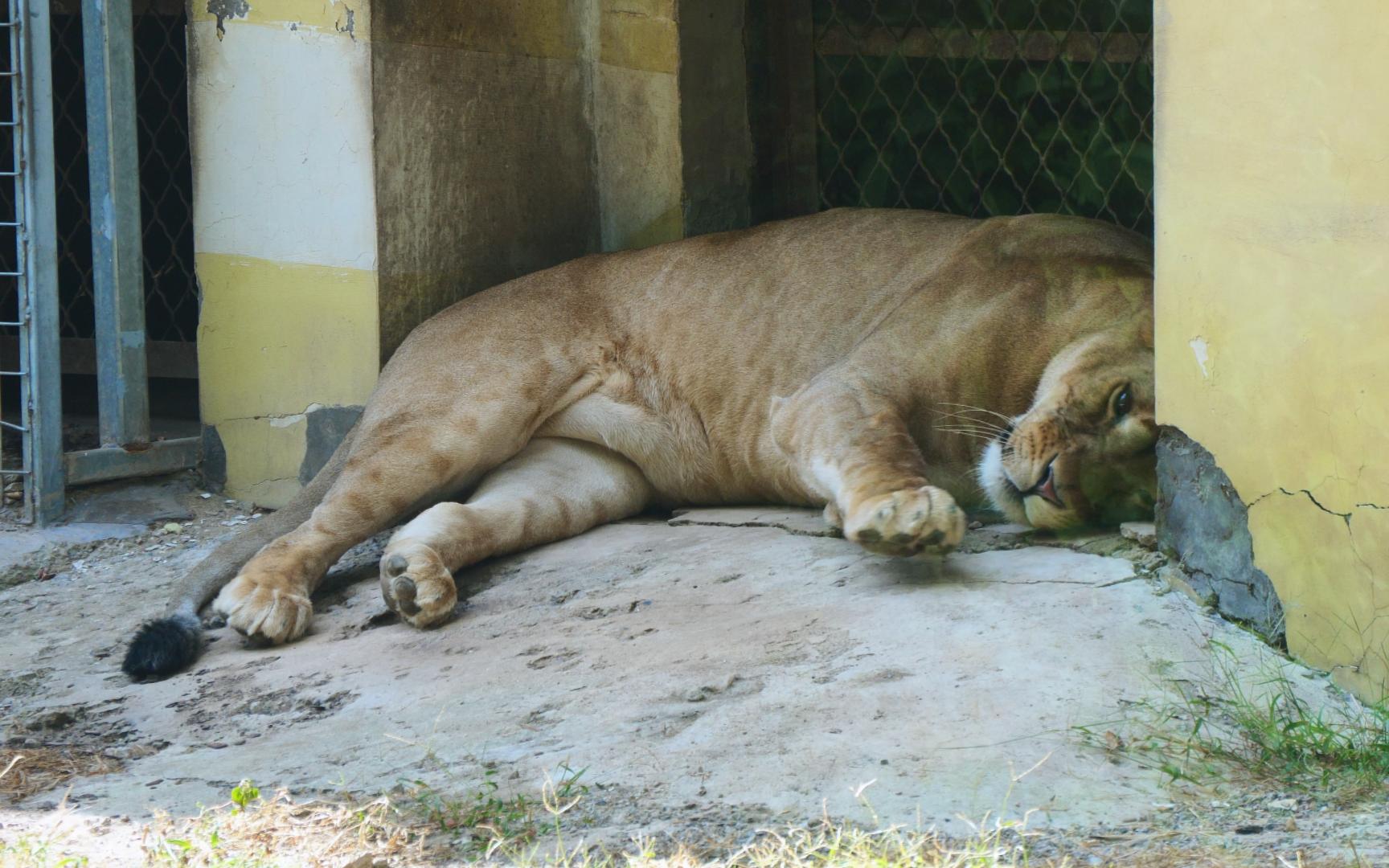 非洲狮 猫爪挥舞 我要午休啦 大家再见咯