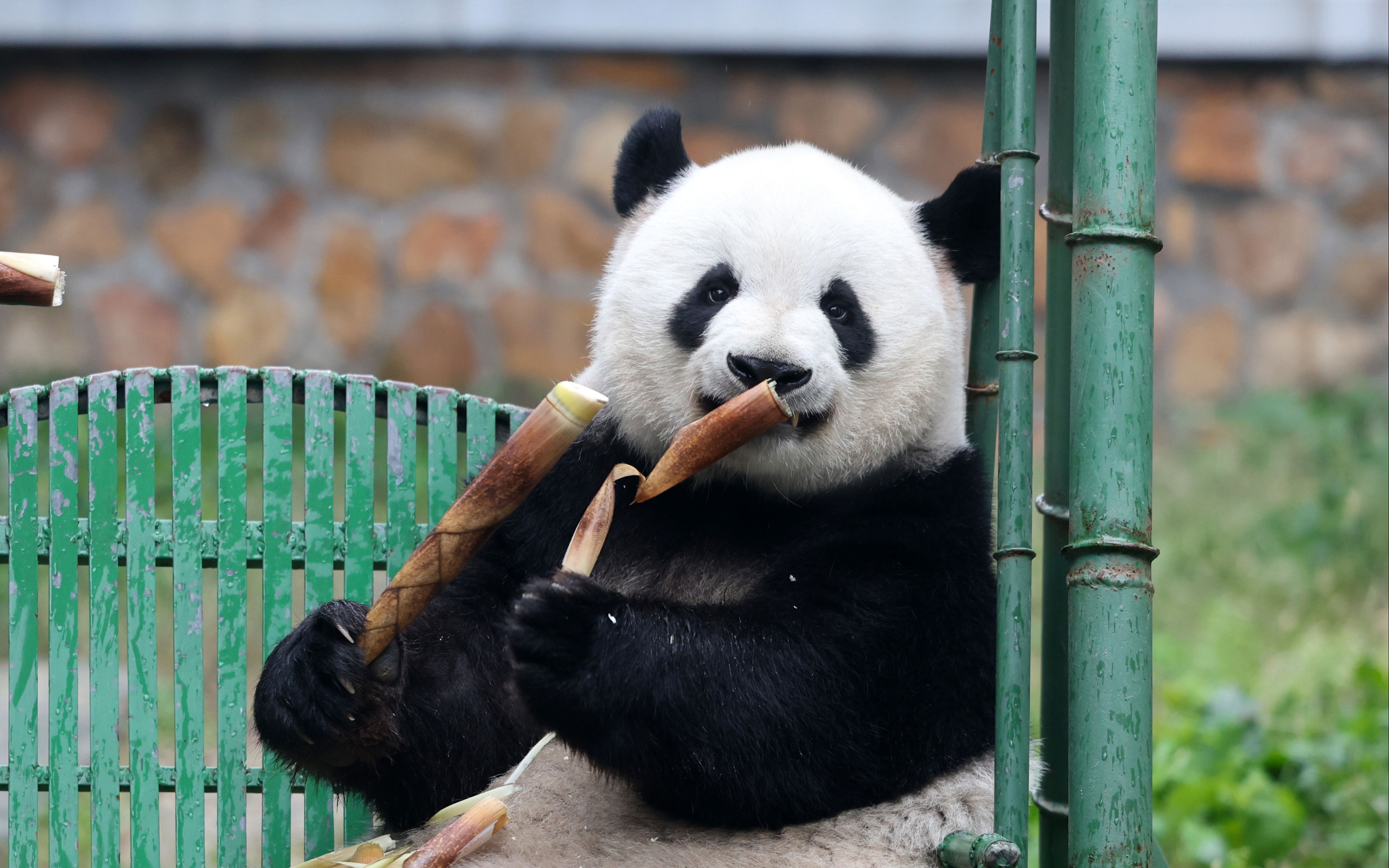 【大熊猫萌兰】今天的第一次加餐时.2023.5.9.摄于北京动物园