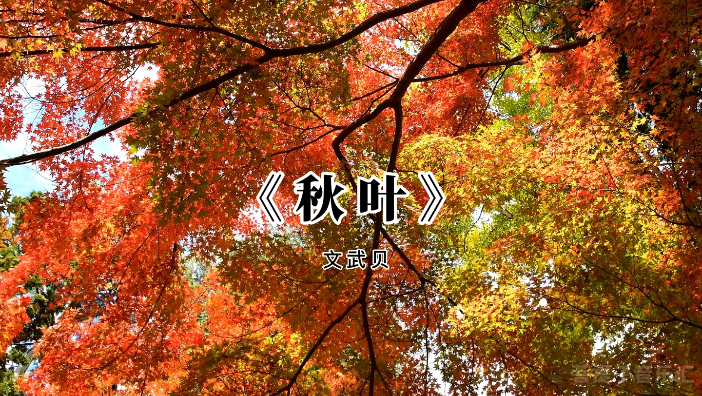 听一曲《秋叶》,静享今日的片刻独处时光哔哩哔哩bilibili