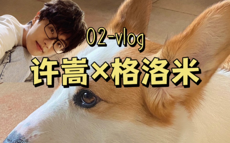 【许嵩×格洛米】02_vlog合集|爆哭!我居然不如一只汪!