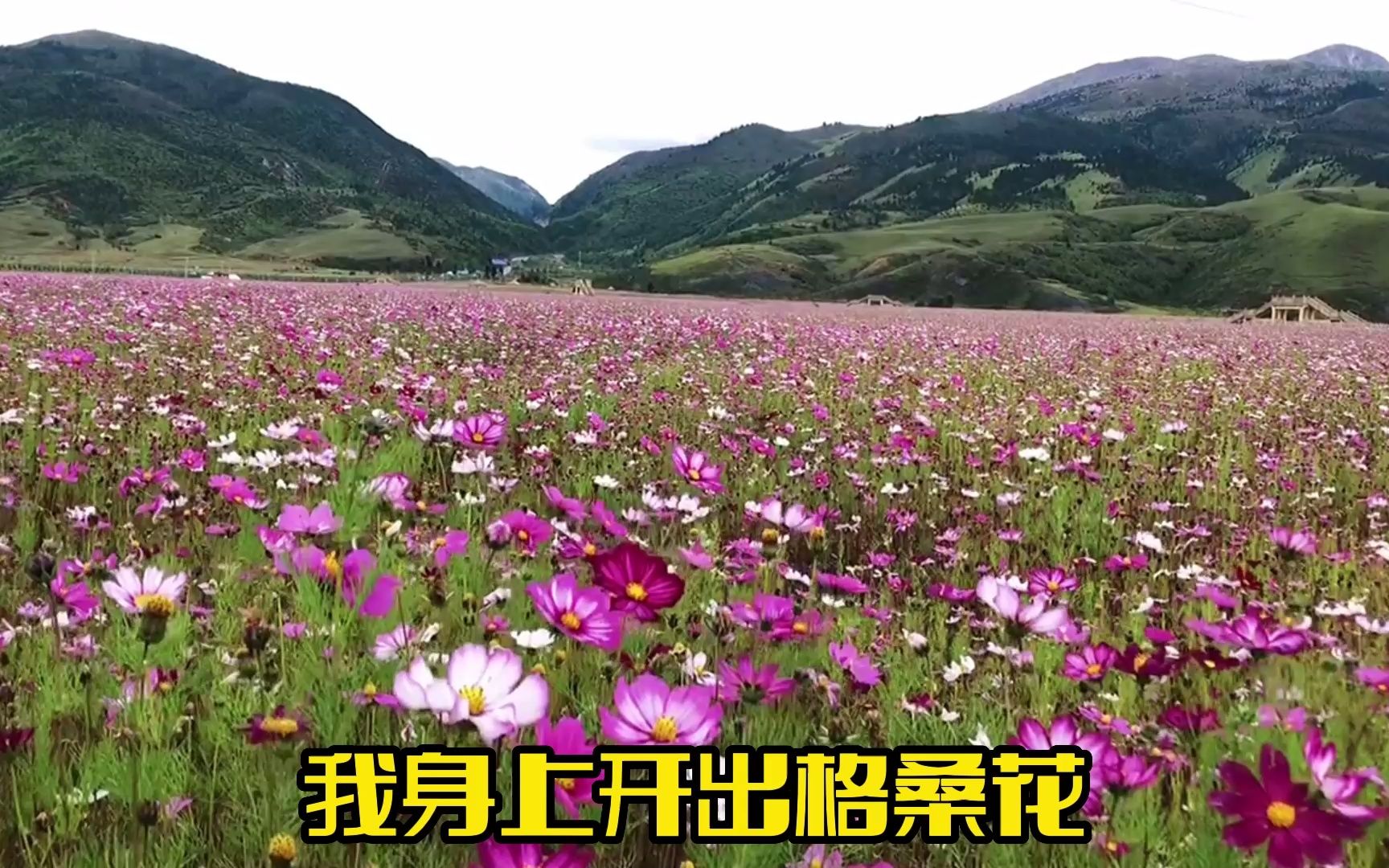 治癒系高手王琪-《我是你的格桑花》自制mv