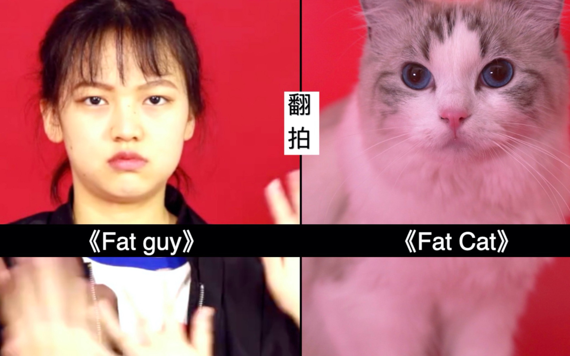 「六百万MV」《Fat Cat》——《Fat Guy》沙雕翻拍《Fat Cat》哔哩哔哩bilibili