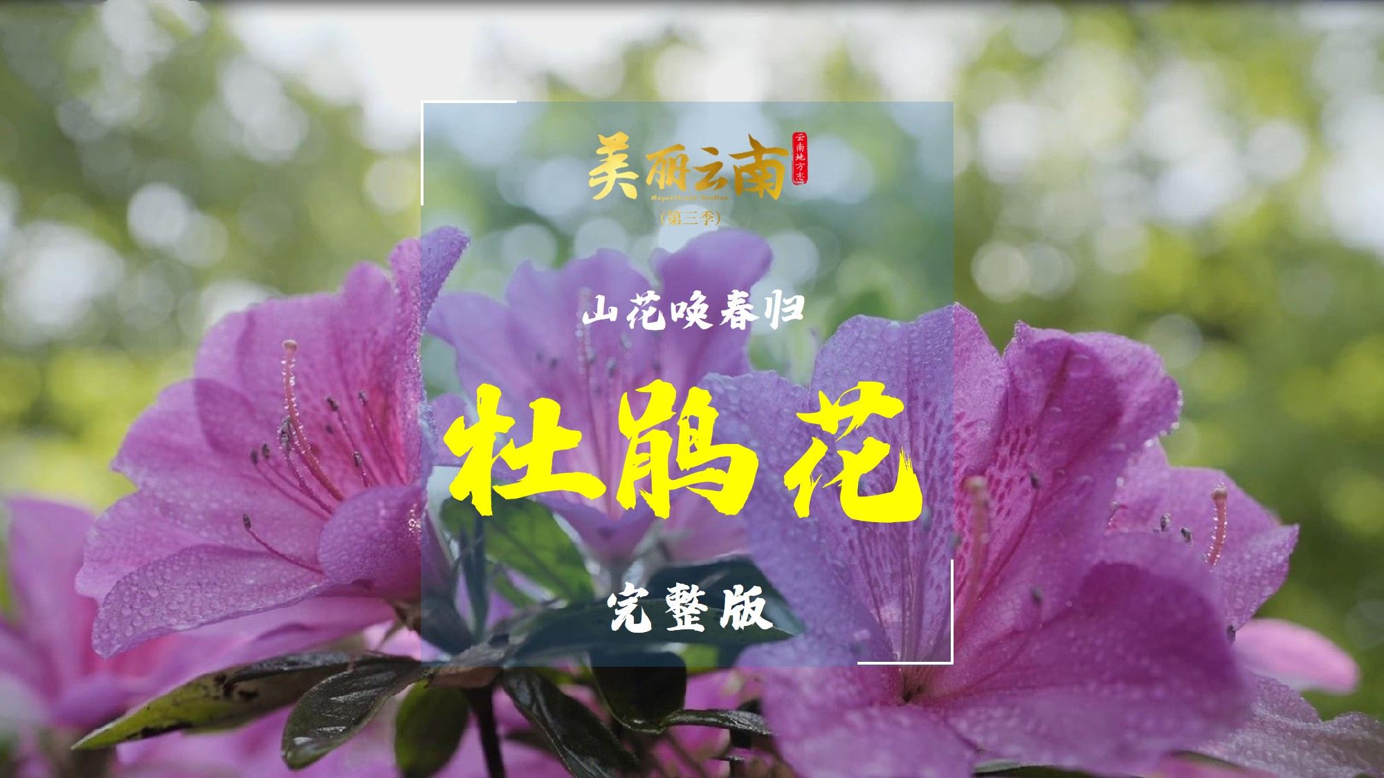 山花唤春归——云南美物:杜鹃花(完整版)|《美丽云南》(第三季)哔哩哔哩bilibili