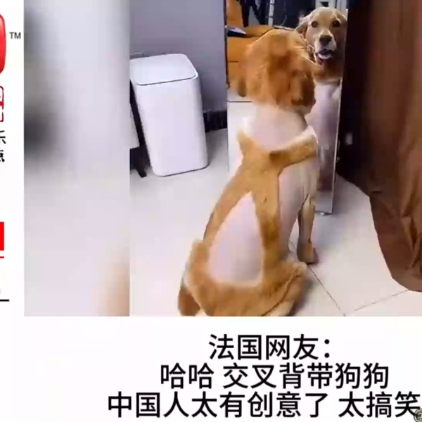 语法错误狗 Meme