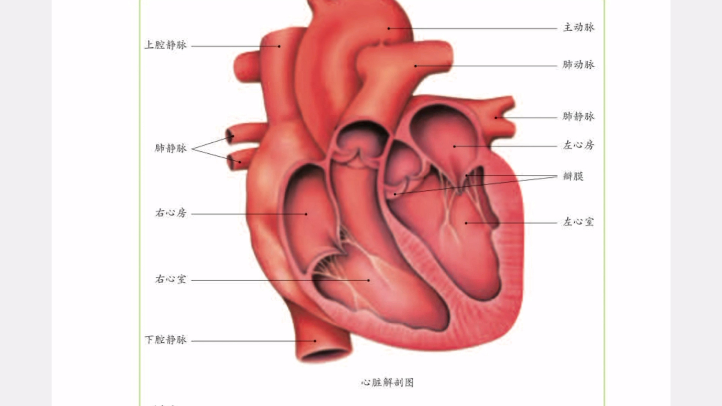 初一生物心脏图图片