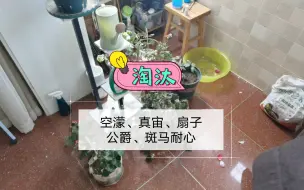 Télécharger la video: 我不想努力了，这几盆月季要淘汰掉～