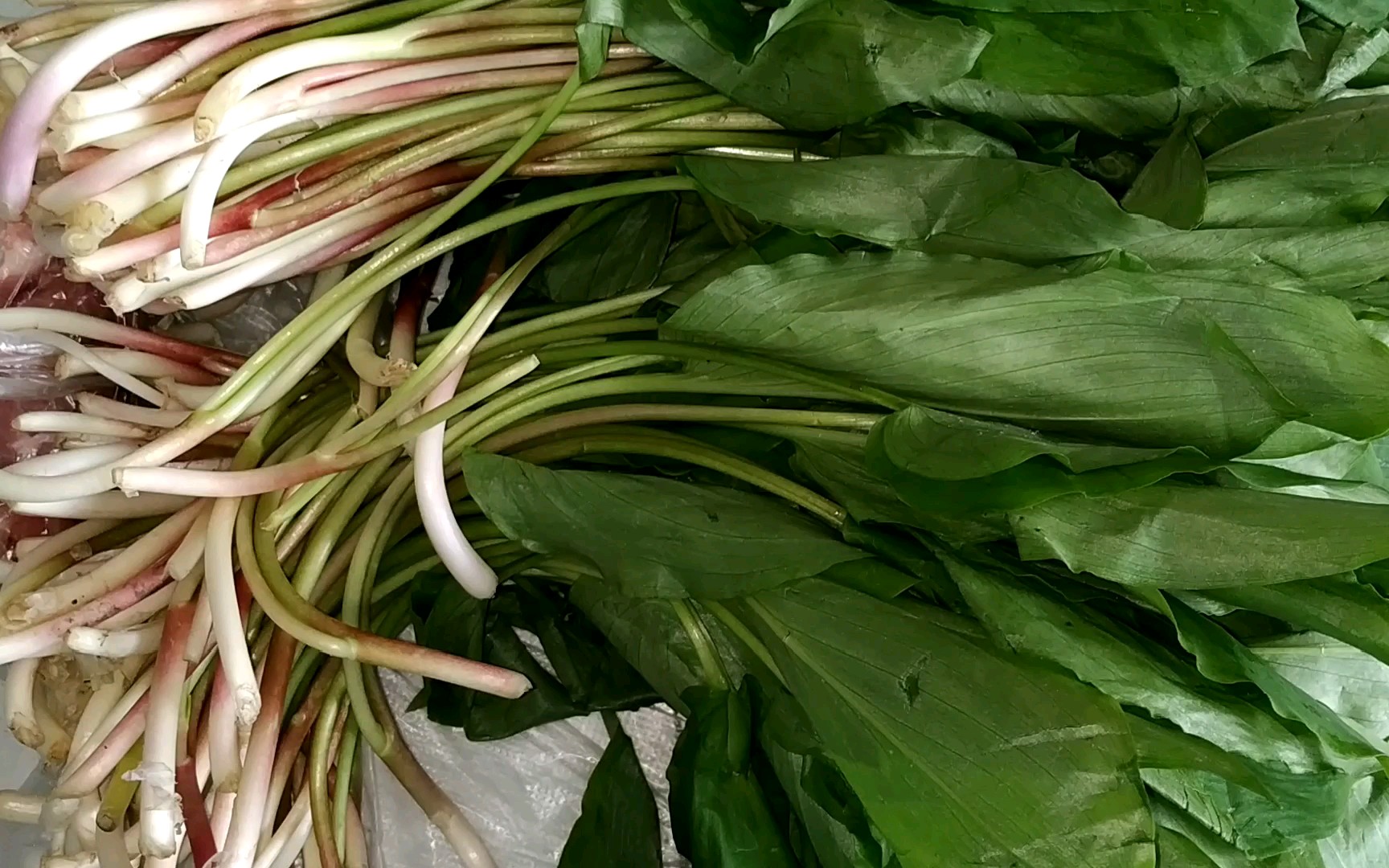 果蔬试吃10 鹿耳韭(煮素面条都好吃到爆的野菜!)