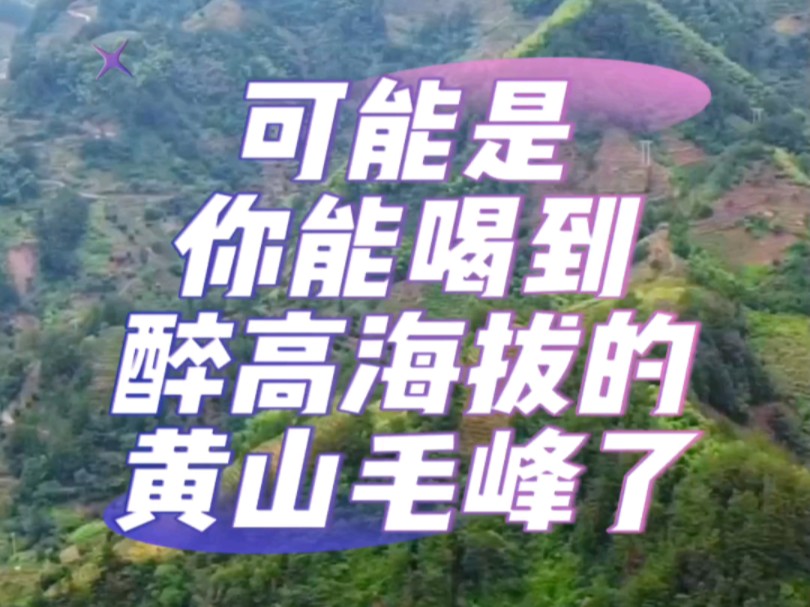 我是海拔1402米的黄山毛峰产区的茶农,歙县大谷运乡木岭后村,这里有好茶.大谷运茶历史悠久,你搜搜便知,我们山上的更是高品质的代表.高山云雾...