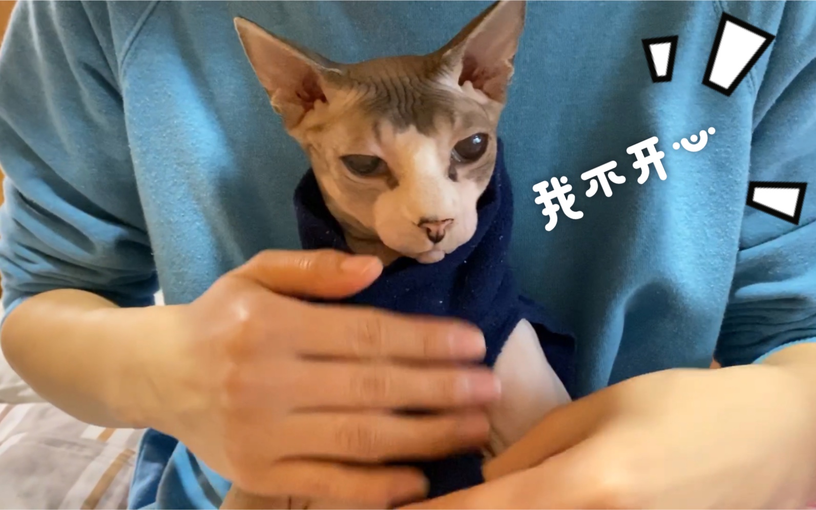 【无毛猫没毛】没毛宝宝今天非常不开心,洗澡剪指甲咬麻麻哔哩哔哩bilibili