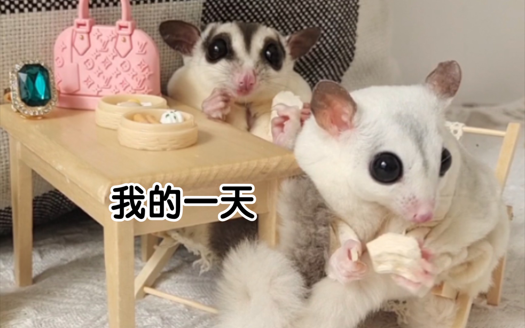 蜜袋鼯的一天都在干什么