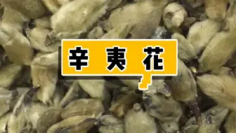 中医小知识之辛夷花功效 哔哩哔哩 Bilibili