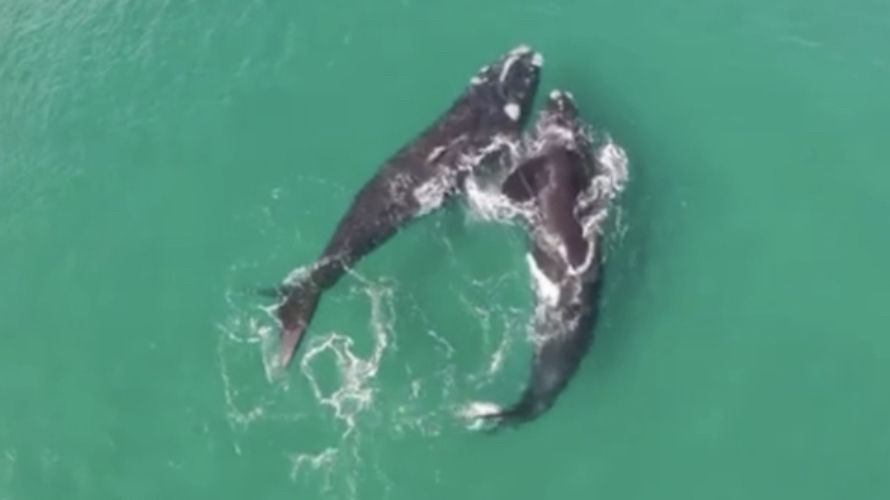 南露脊鲸 黑露脊鲸 在浅海一起玩耍eubalaena australis (yt@nature