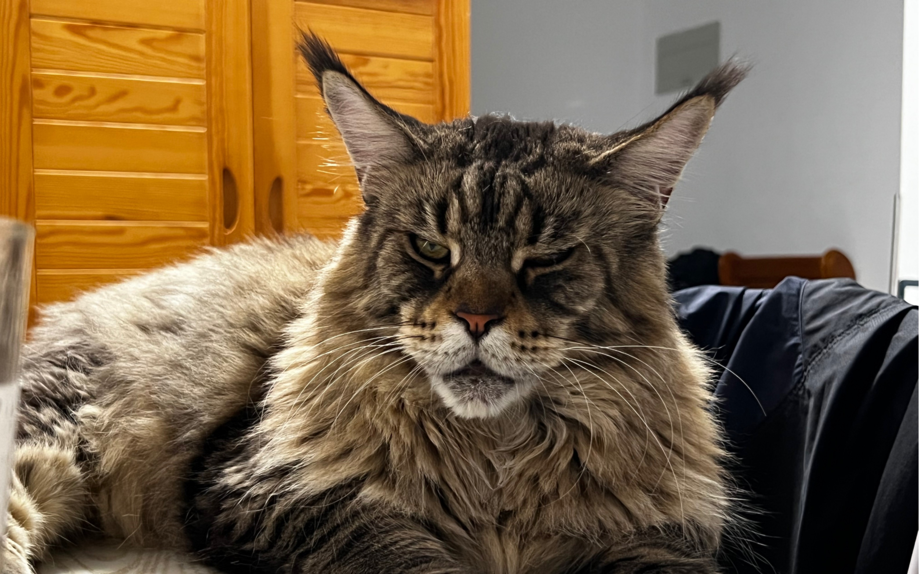 【缅因猫泰哥】开开心心出门 骂骂咧咧回家