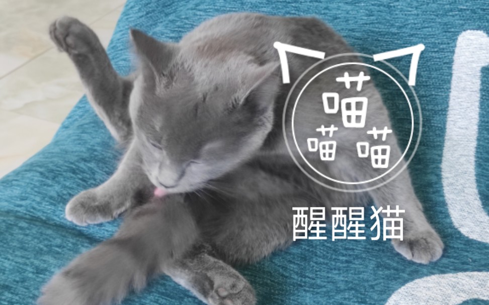 【臭臭猫】猫猫持续赖床中哔哩哔哩bilibili