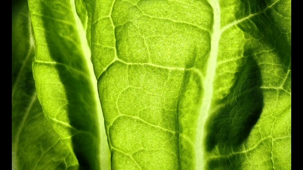 华为mate50系列 #原相机 这微距镜头怎么样,反正我是爱了