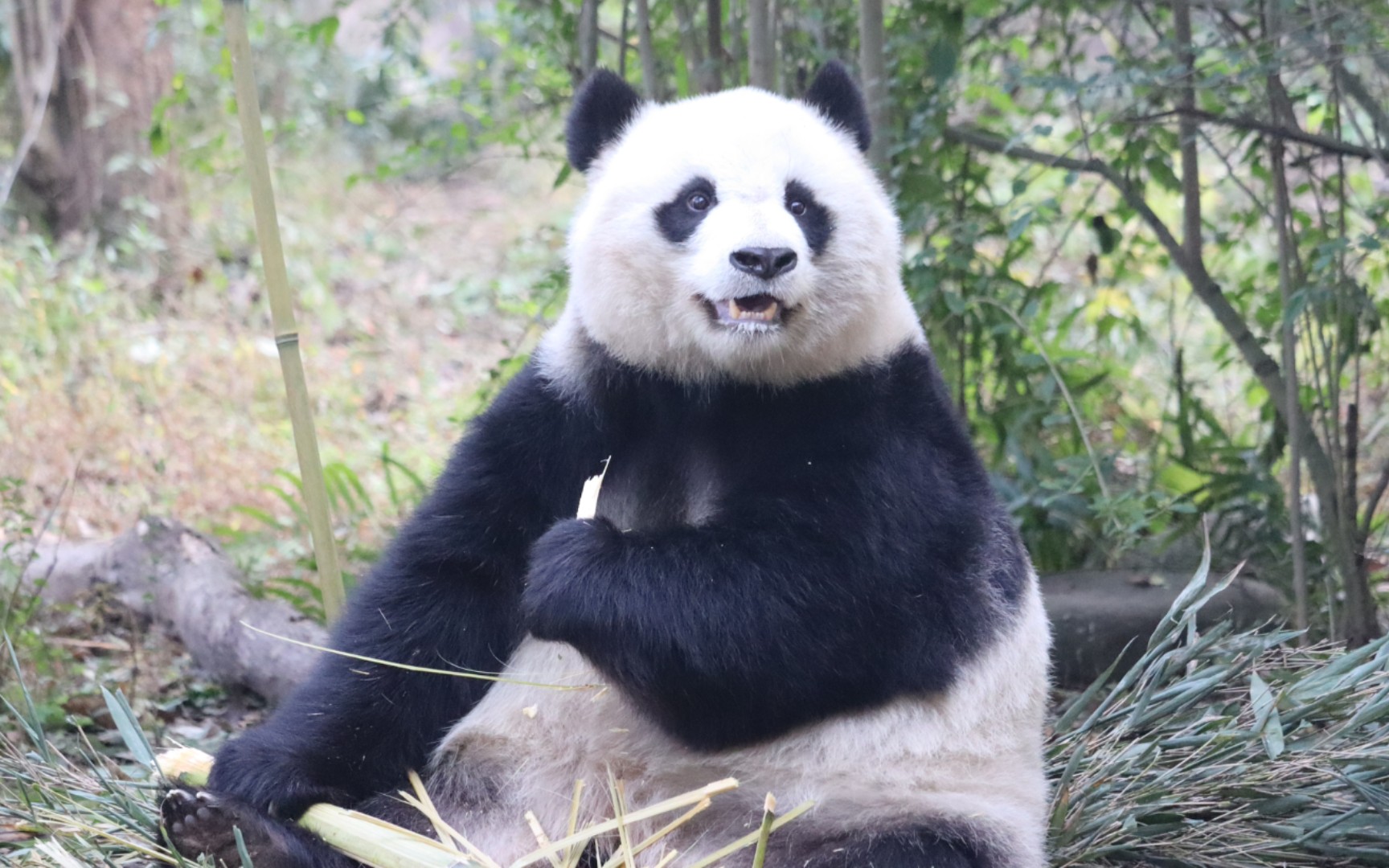 【大熊猫北川】难得碰到北川美熊在前台吃播_哔哩哔哩_bilibili