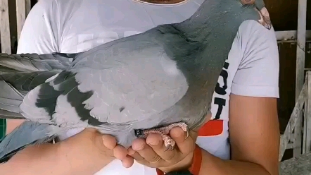 巨型鸾鸽青年鸽