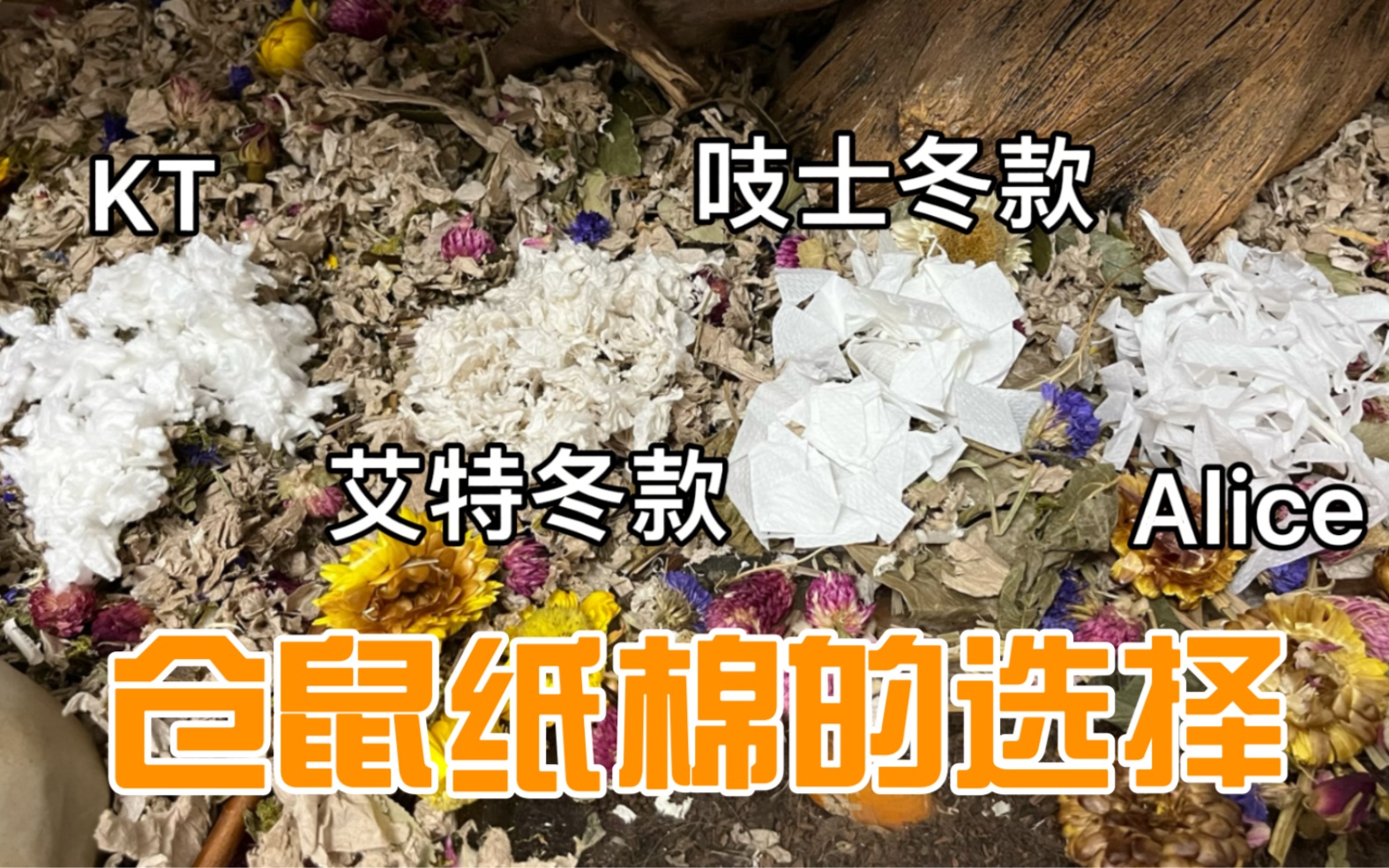 仓鼠纸棉的选择哔哩哔哩bilibili