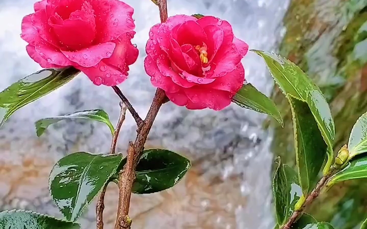 珍贵的状元红茶花