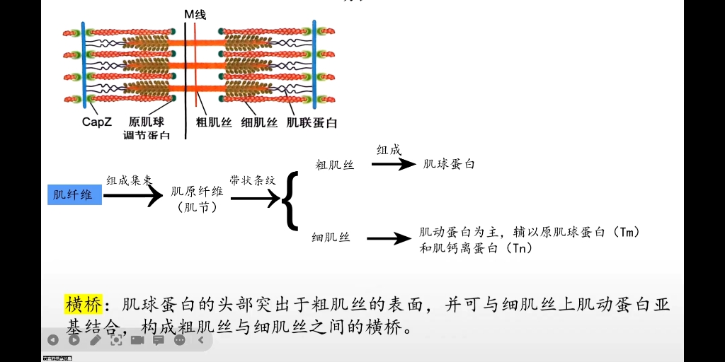 骨骼肌收缩示意图图片