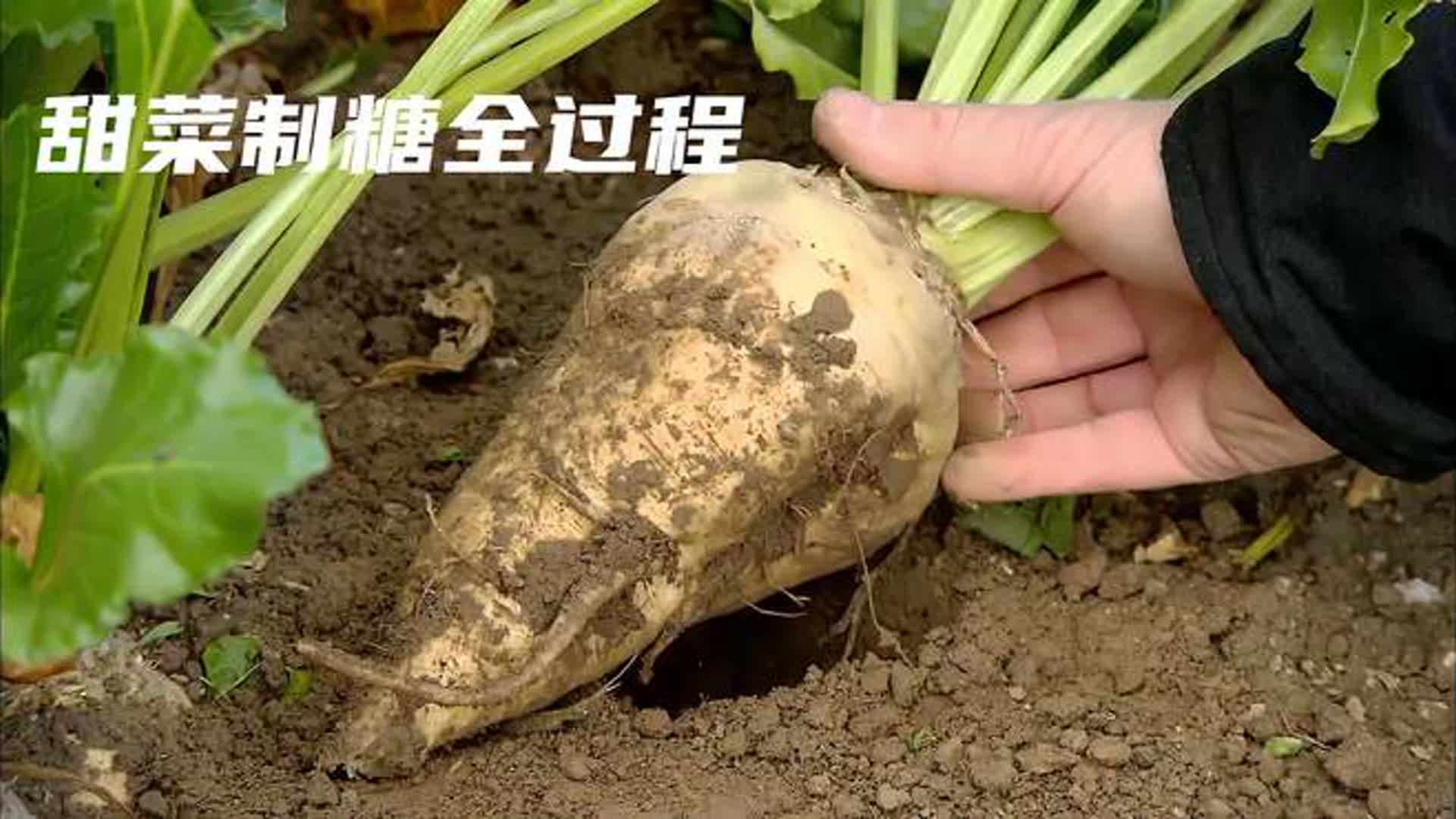 走进制糖厂,甜菜制糖全过程