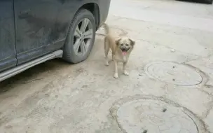 Скачать видео: 流浪狗突然越来越多，无家可归四处流浪，不知道是不是弃养的？