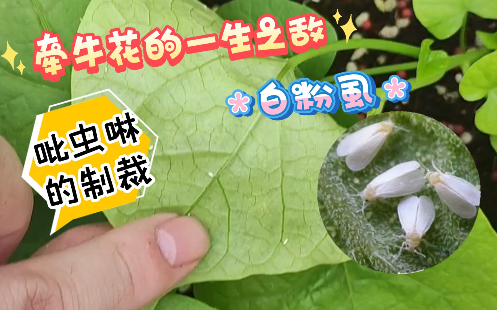 牵牛花虫害—白粉虱—日常吡虫啉消杀!哔哩哔哩bilibili