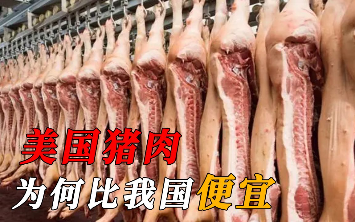 为什么美国猪肉4元1斤?看他们的养殖加工,就知道便宜在哪里了哔哩哔哩bilibili