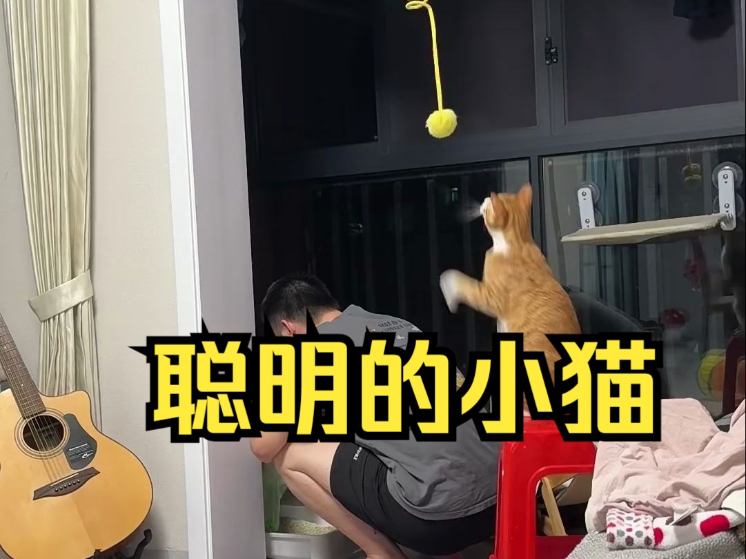 聪明的小猫从不抱怨环境,他会利用环境!哔哩哔哩bilibili