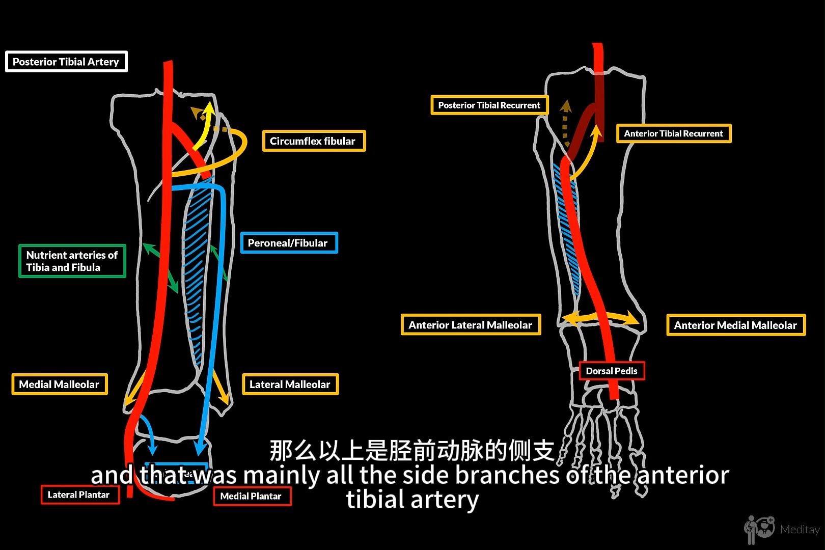 下肢动脉cta解剖图图片