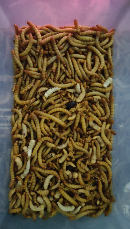 鲜活的面包虫蛹(慎入!