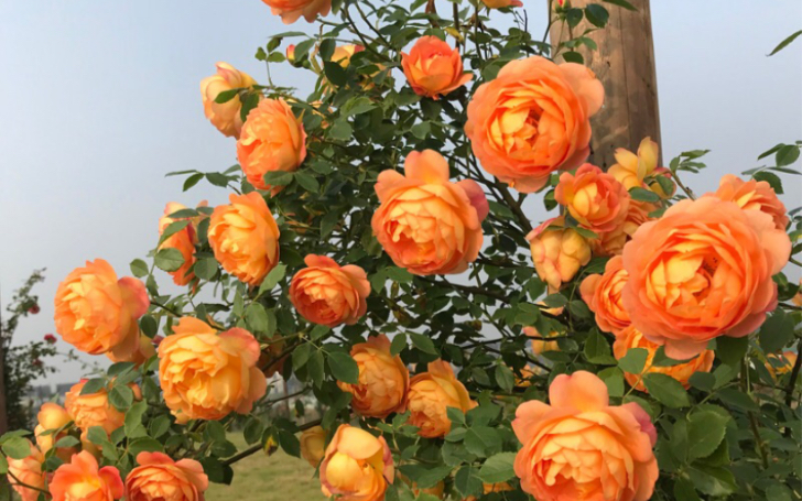 夏洛特夫人是爬藤月季里不多见的可以多季节开花的品种