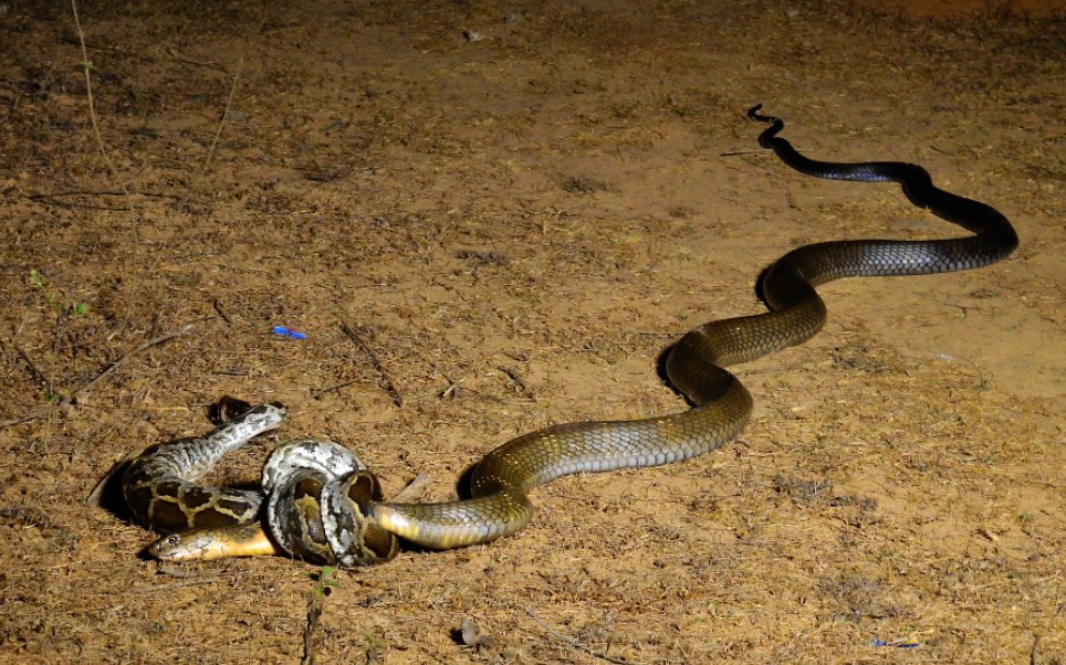 印度卡纳塔克邦眼镜王蛇大战印度岩蟒