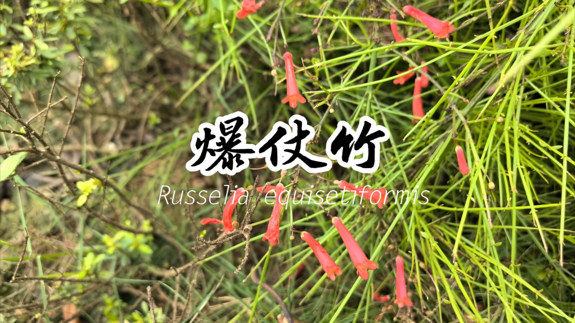 爆仗竹Russelia equisetiformis哔哩哔哩bilibili