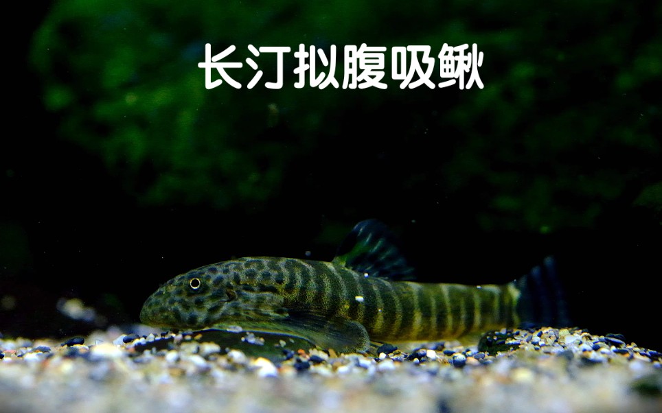 【原生鱼】长汀拟腹吸鳅玩沙子.61ω61)っ
