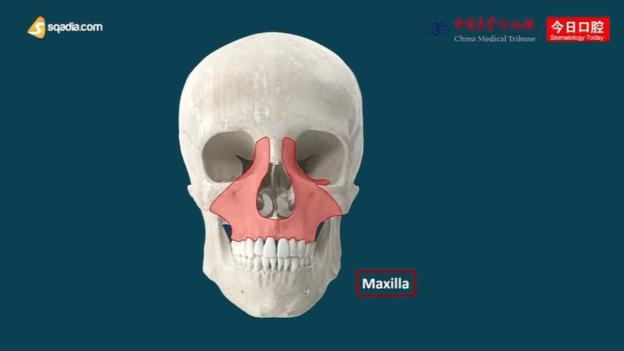 上颌骨的解剖结构与特征哔哩哔哩bilibili